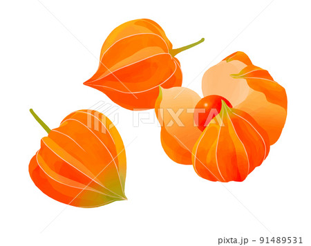 晩夏イメージのイラスト素材