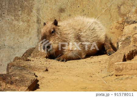 カピバラ オニテンジクネズミ 最大 鬼天竺鼠の写真素材 - PIXTA