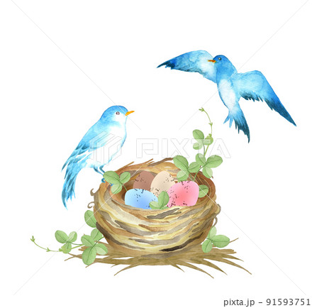 鳥の夫婦のイラスト素材 - PIXTA