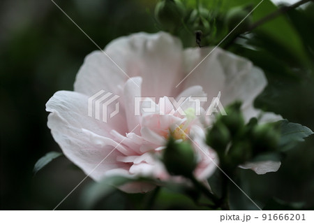 もくげ様専用 Clinicacampinas Com Br