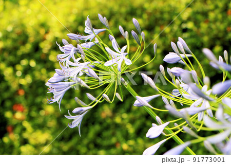 アガパンサス似た花 緑の写真素材