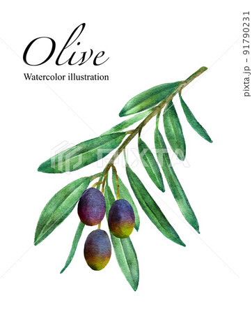 オリーブ イラスト 植物 水彩のイラスト素材