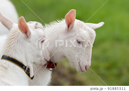 goat twins 二匹の山羊さん-