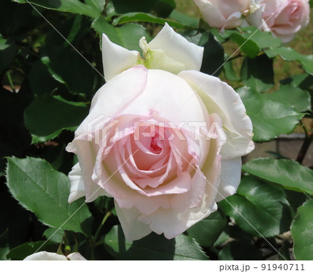 薫乃 バラの写真素材