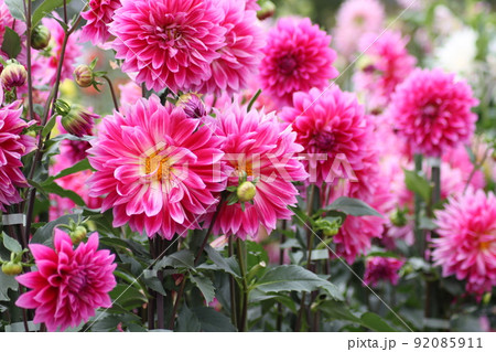 メキシコの国花の写真素材