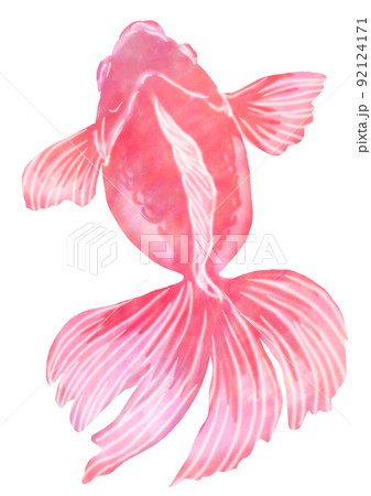 金魚のイラスト素材集 ピクスタ