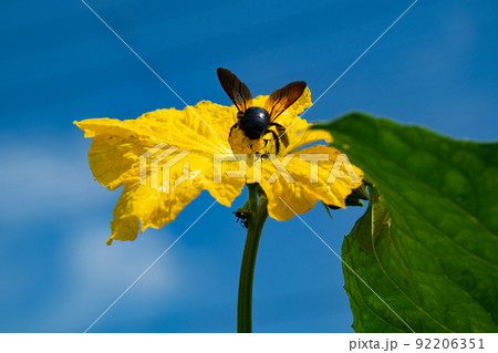 糸瓜の花の写真素材