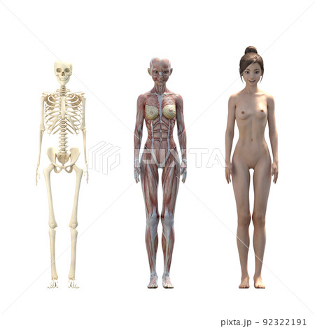 Men and women of the body comparison image - Stock Illustration  [46851669] - PIXTA