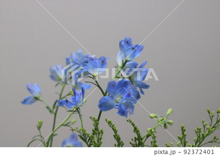 ソリダコ 花の写真素材