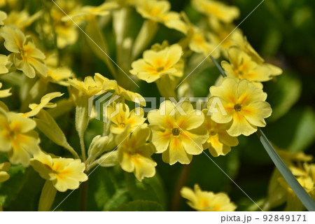 プリメラ 花の写真素材