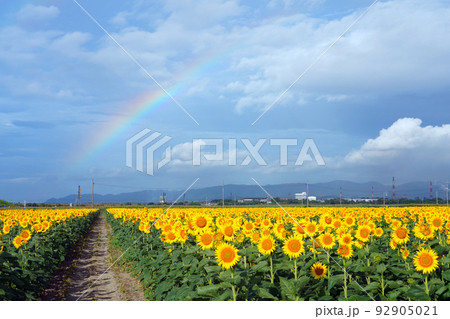 虹 ひまわりの写真素材 - PIXTA