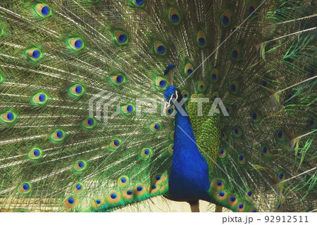 孔雀 クジャク の写真素材集 ピクスタ