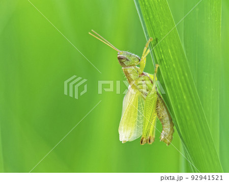 バッタ 脱皮 昆虫 虫の写真素材