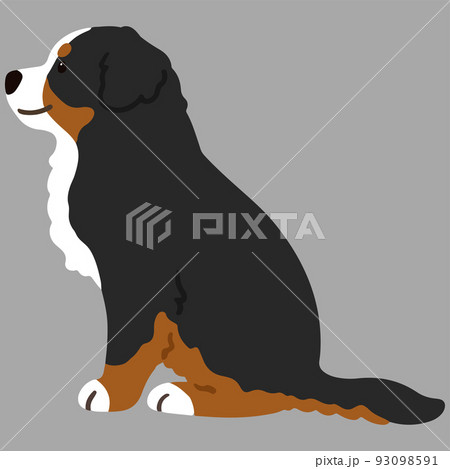 バーニーズ マウンテン ドッグのイラスト素材