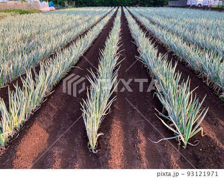 長ネギを栽培する都市近郊の畑