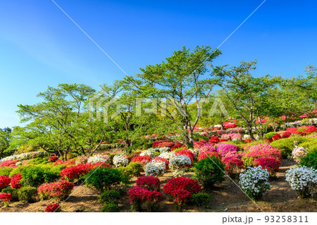 日輪の花の写真素材 - PIXTA