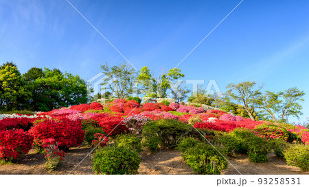 日輪の花の写真素材 - PIXTA