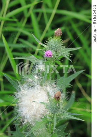 綿毛 植物 種子 アザミの種子の写真素材