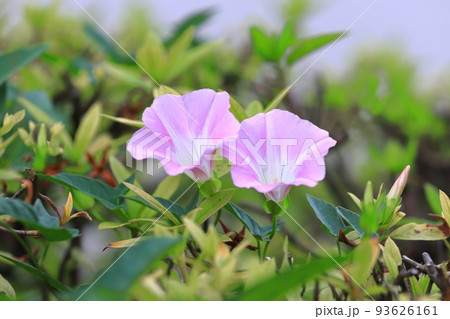 朝顔に似た花の写真素材