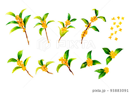 秋の花のイラスト素材集 ピクスタ