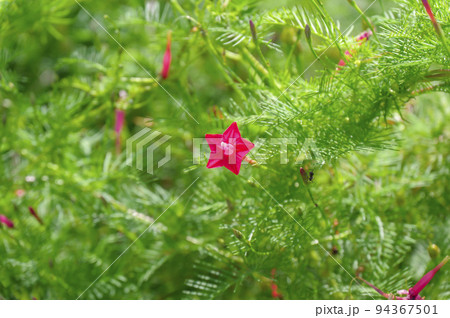 るこう朝顔の写真素材 るこう朝顔の写真素材
