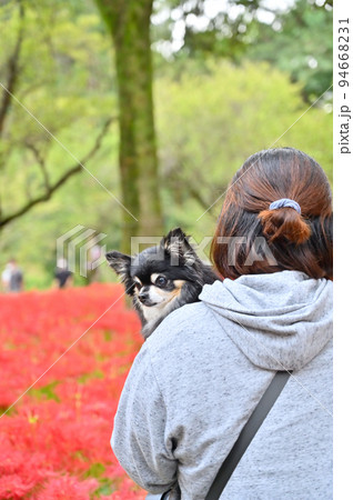 チワワ 犬 犬の後姿 動物の写真素材