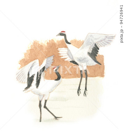 最新入荷 鳥 鶴 タンチョウ 水彩画のイラスト素材 - PIXTA 絵画