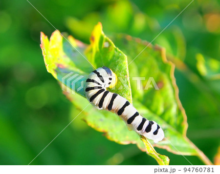 虫 幼虫 青虫 白黒の写真素材