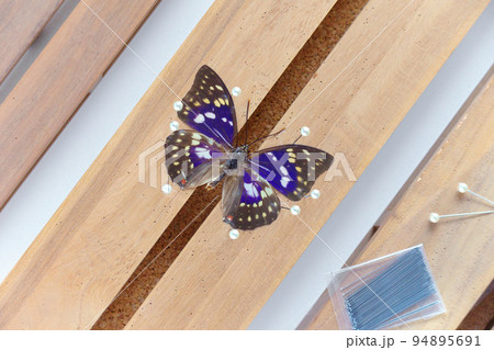 展翅板　12本 昆虫採集、用品、用具｜展翅板 上製 36×10cm 2号