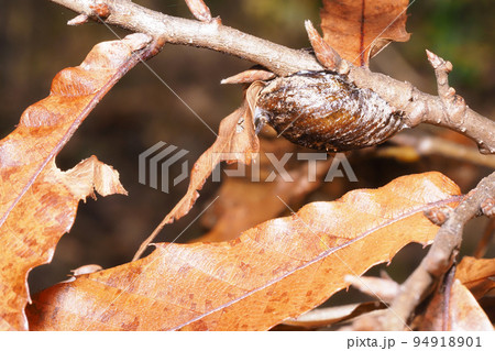 保護色のカマキリ 虫 カマキリの写真素材