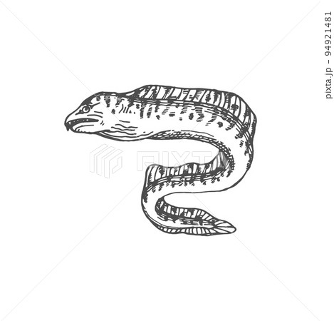 白黒 蛇のイラスト素材
