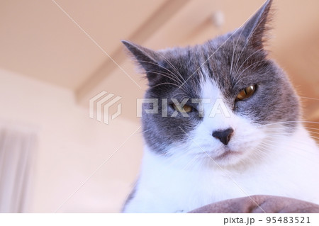 睨む猫 河川敷にて 【公式通販】