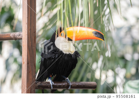 鳥 カラフル 南国 鳥類の写真素材