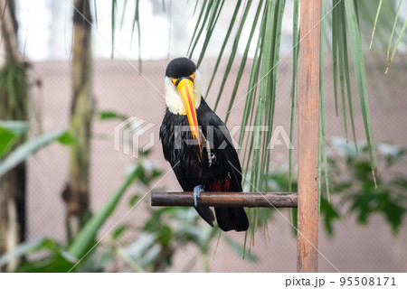 鳥 カラフル 南国 鳥類の写真素材