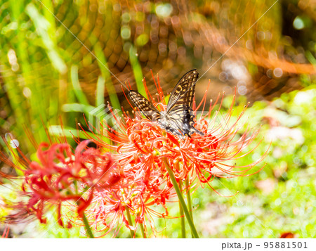 曼珠沙華の写真素材