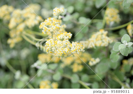 ヘリクリサム ペティオラレの花の写真素材