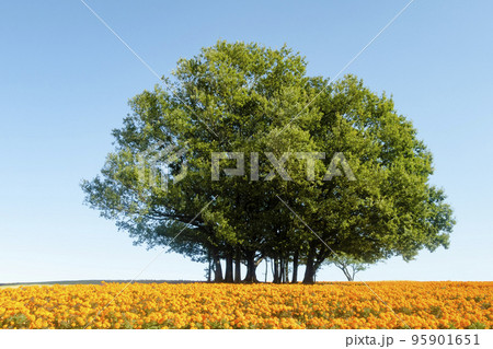 大きな木 自然 風景 木の写真素材 - PIXTA