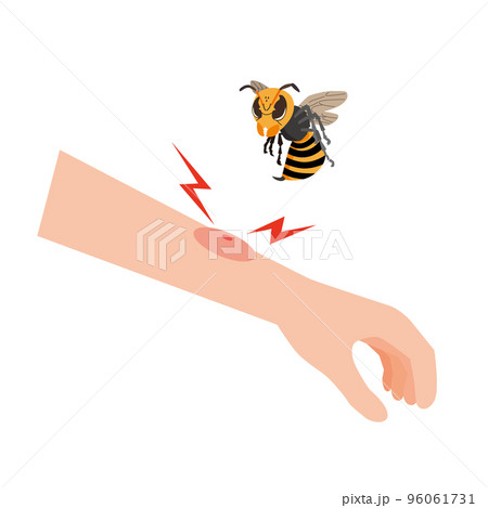 スズメバチのイラスト素材