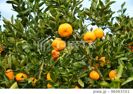 みかん畑のイメージ