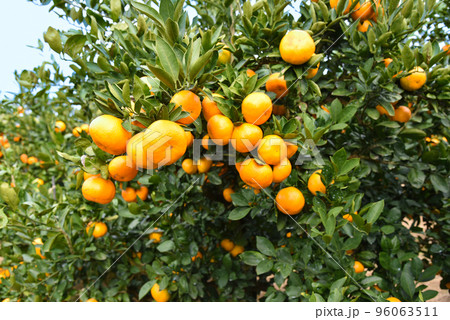 みかん畑のイメージ