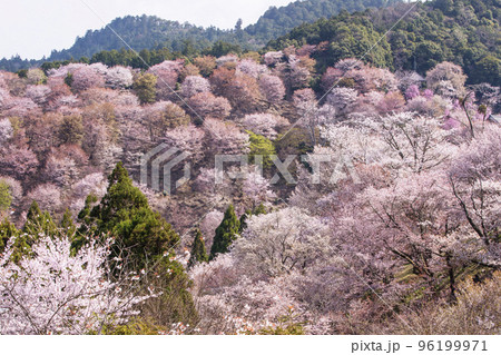 吉野桜の写真素材 - PIXTA