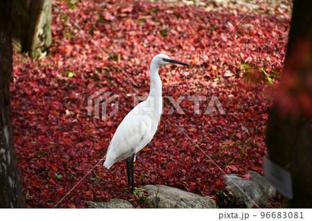 赤サギの写真素材