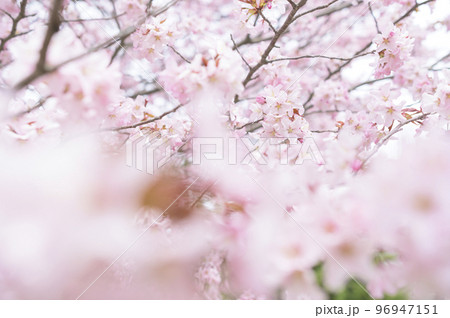 桜 エフェクト 綺麗 美しいの写真素材