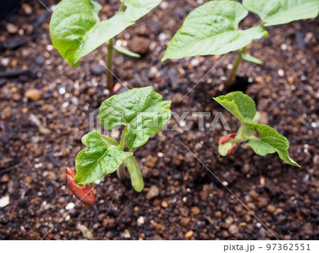 芽 いんげん 発芽 葉の写真素材