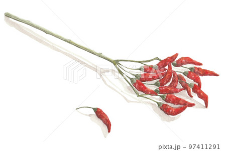 絵画 とうがらし 唐辛子 野菜 水彩 水彩画のイラスト素材 - PIXTA