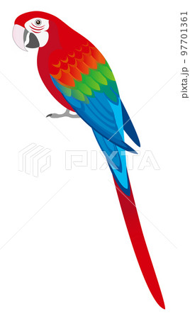 コンゴウインコ インコ 鳥類 鳥のイラスト素材 - PIXTA