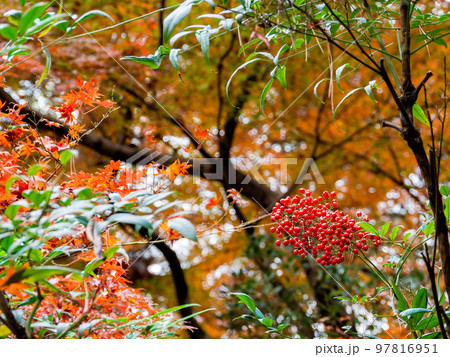 赤い枝 木 葉の写真素材