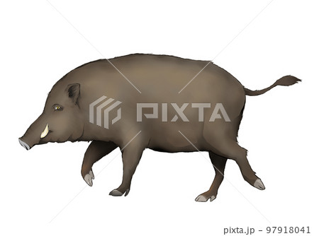 シカのしっぽとイノシシのしっぽ 典型的な直立したしっぽとスケアード実行