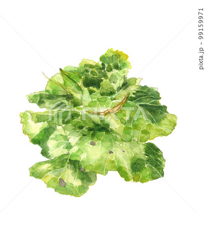 白菜 野菜 冬野菜 水彩画のイラスト素材 - PIXTA