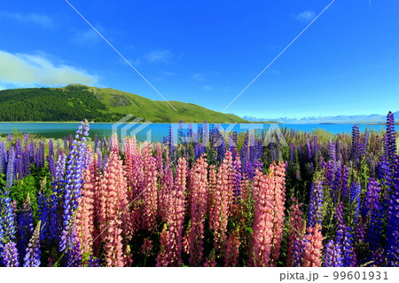 限定SALE大得価□ ルーピンの花 ニュージーランド 風景写真 ★ 額縁付 A3サイズ 自然、風景